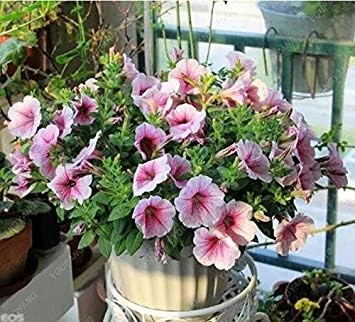 VISTARIC Multicolored: 200 Seeds Heirloom Hanging Petunia Mixed Seeds Color Waves Hanging Basket Petunia Beautiful Flowers Light Up Your Garden Multicolored