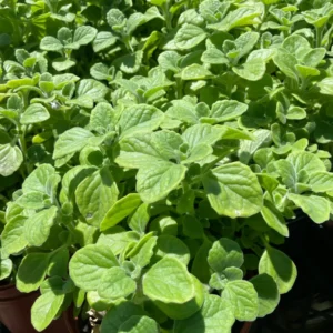 Set 2 Plectranthus Vick Plant Live, Vick Herb Plant, 4-6 Inch Tall For Planting Indoor Outdoor