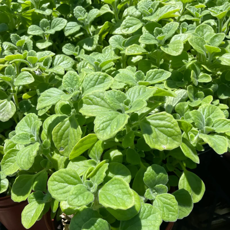 2-Pack Plectranthus Vick Plants Live, 4-6 Inch Well-Rooted Herb for Home Gardens And Landscaping