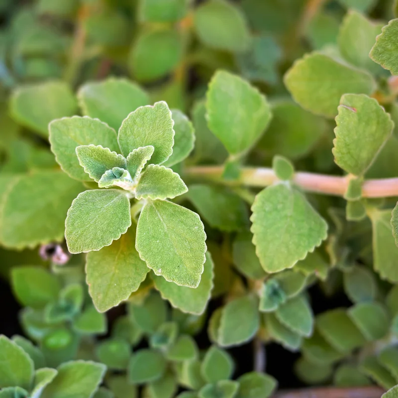 2-Pack Plectranthus Vick Plants Live, 4-6 Inch Well-Rooted Herb for Home Gardens And Landscaping