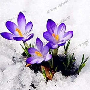 VISTARIC Mix: 100pcs/bag Purple Saffron Seeds Garden Plants Flowers Seed, Perennial Bonsai Balcony Flower, Easy to Grow