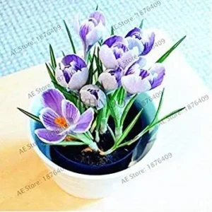 VISTARIC Mix: 100pcs/bag Purple Saffron Seeds Garden Plants Flowers Seed, Perennial Bonsai Balcony Flower, Easy to Grow