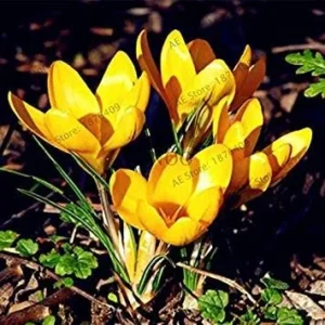VISTARIC Mix: 100pcs/bag Purple Saffron Seeds Garden Plants Flowers Seed, Perennial Bonsai Balcony Flower, Easy to Grow