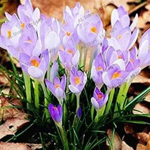 VISTARIC Mix: 100pcs/bag Purple Saffron Seeds Garden Plants Flowers Seed, Perennial Bonsai Balcony Flower, Easy to Grow