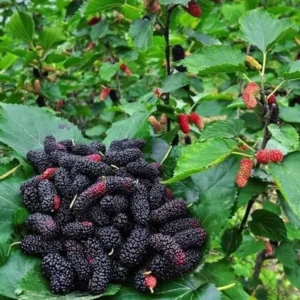 2 Mulberry Plants Live, 5-9 Inch Tall, Mulberry Fruit Trees Live Plants, Mulberry Seedlings