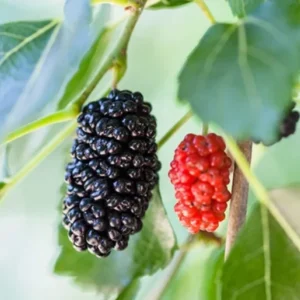 2 Mulberry Plants Live, 5-9 Inch Tall, Mulberry Fruit Trees Live Plants, Mulberry Seedlings