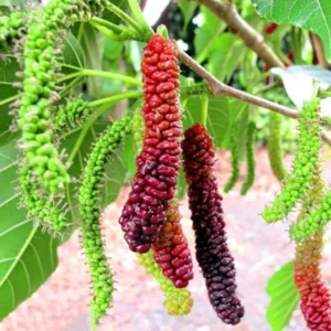 2 Mulberry Plants Live, 5-9 Inch Tall, Mulberry Fruit Trees Live Plants, Mulberry Seedlings