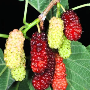 2 Mulberry Plants Live, 5-9 Inch Tall, Mulberry Fruit Trees Live Plants, Mulberry Seedlings
