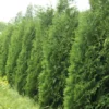Cedar Tree Seeds - Northern White - Swamps and Lowlands - Canada - 100 Seeds