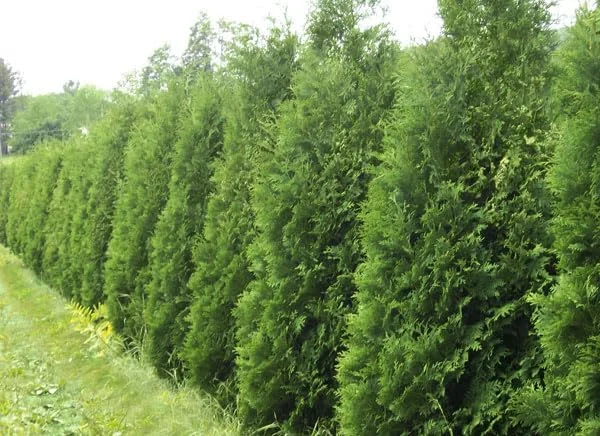 Cedar Tree Seeds - Northern White - Swamps and Lowlands - Canada - 100 Seeds