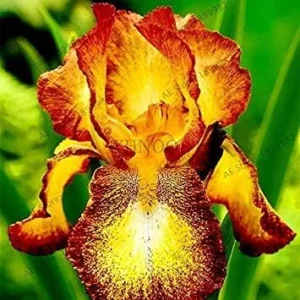 Vistaric 50pcs/Bag Iris Seeds, Perennial Bonsai Plant Butterfly iris Flower Seeds for Home Garden Planting, Easy to Grow 10