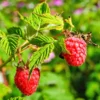 Set 2 Raspberry Plants Live, Raspberry Trees Live Plants, Raspberry Seedlings, 5-9 Inc, Raspberry Fruits Trees
