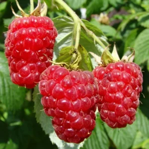 Set 2 Raspberry Plants Live, Raspberry Trees Live Plants, Raspberry Seedlings, 5-9 Inc, Raspberry Fruits Trees