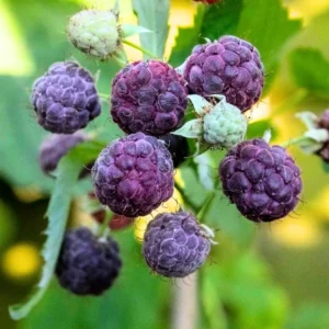 Set 2 Raspberry Plants Live, Raspberry Trees Live Plants, Raspberry Seedlings, 5-9 Inc, Raspberry Fruits Trees