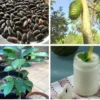 Soursop Seeds - Graviola - Custard Apple - Fruit Tree - 10 Seeds
