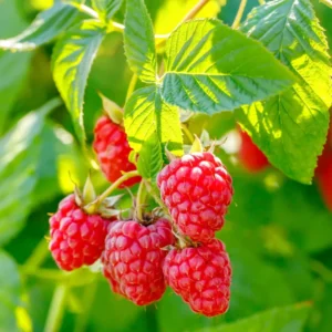 Red Thornless Raspberry Plants