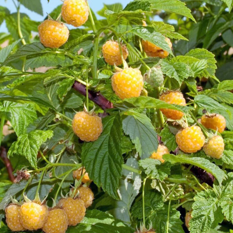 Fall Gold Raspberry Plants