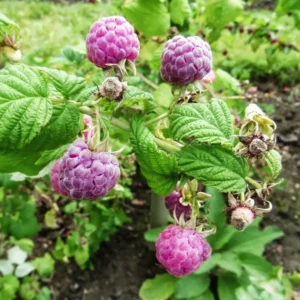 Glencoe Thornless Raspberry Plants