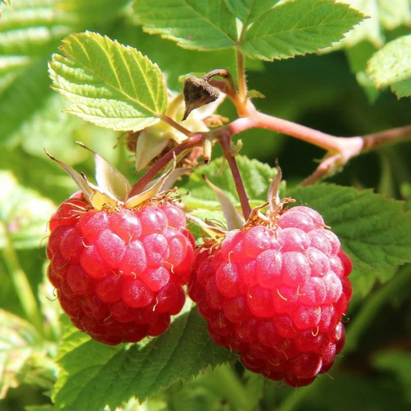 4 Raspberry Plants Live, 5-9 Inch Tall, Raspberry Fruit Trees for Outdoor Growing, Raspberry Seedling