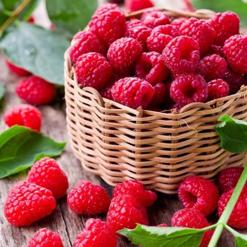 4 Raspberry Plants Live, 5-9 Inch Tall, Raspberry Fruit Trees for Outdoor Growing, Raspberry Seedling