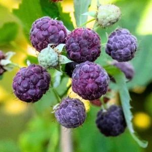 4 Raspberry Plants Live, 5-9 Inch Tall, Raspberry Fruit Trees for Outdoor Growing, Raspberry Seedling