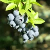 Set 2 Blueberry Bushes Live Plants, Blueberry Plants Live For Planting, Blueberry Fruit Trees, 5-9 Inch Tall