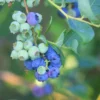 3-Pack Blueberry Bushes Live Plants, 5-9 Inch Tall Blueberry Plants Live For Planting, Blueberry Fruit Trees