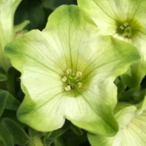 2 Petunia Live Plants, Petunia Flowers Seedlings 5-9 Inch Tall, Beautiful Petunias Blooms for Outdoor Planting
