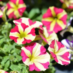 2 Petunia Live Plants, Petunia Flowers Seedlings 5-9 Inch Tall, Beautiful Petunias Blooms for Outdoor Planting