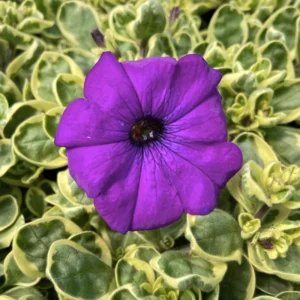 2 Petunia Live Plants, Petunia Flowers Seedlings 5-9 Inch Tall, Beautiful Petunias Blooms for Outdoor Planting