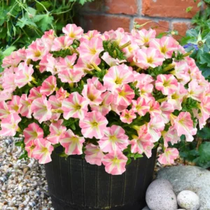 2 Petunia Live Plants, Petunia Flowers Seedlings 5-9 Inch Tall, Beautiful Petunias Blooms for Outdoor Planting