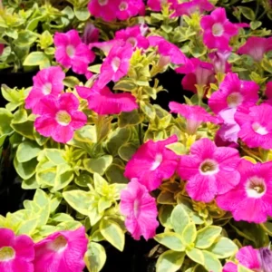 2 Petunia Live Plants, Petunia Flowers Seedlings 5-9 Inch Tall, Beautiful Petunias Blooms for Outdoor Planting