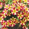 Petunia Plants Live, 2-Pack Petunia Flowers, 5-9 Inch Tall, Petunias Flowering Plants