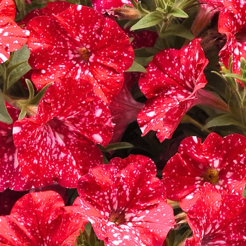 Petunia Plants Live, 2-Pack Petunia Flowers, 5-9 Inch Tall, Petunias Flowering Plants