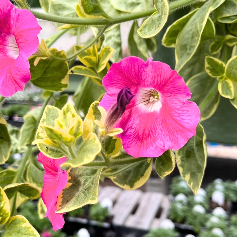 Petunia Plants Live, 2-Pack Petunia Flowers, 5-9 Inch Tall, Petunias Flowering Plants