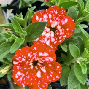 2 Petunia Live Plants, Petunia Flowers Seedlings 5-9 Inch Tall, Beautiful Petunias Blooms for Outdoor Planting