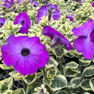 Petunia Plants Live, 2-Pack Petunia Flowers, 5-9 Inch Tall, Petunias Flowering Plants