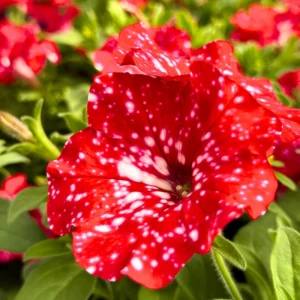 Strawberry Sky Petunia