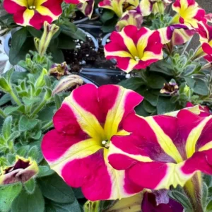 Queen of Hearts Petunia Plants