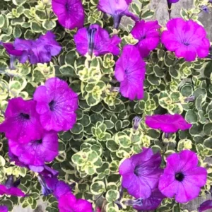 Variegated Lavender Grape Petunia Plants