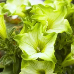Pistachio Cream Petunia Plants