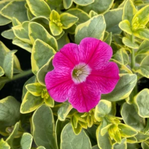 Variegated Pink Lemonade Petunia Plants