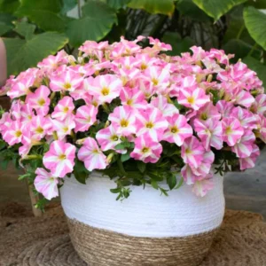 Princess Hearts Petunia Plants