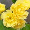 Yellow Lady Bank Rose Climbing Live Plant, 2 Year Old Rose Plant, Very Fragrant, Yellow Climbing Rose in 6 Inc Pot