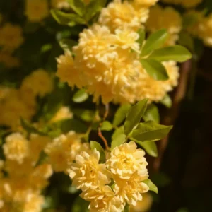 Yellow Lady Bank Rose Climbing Live Plant, 2 Year Old Rose Plant, Very Fragrant, Yellow Climbing Rose in 6 Inc Pot