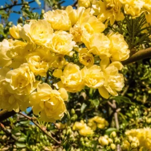 Yellow Lady Bank Rose Climbing Live Plant, 2 Year Old Rose Plant, Very Fragrant, Yellow Climbing Rose in 6 Inc Pot