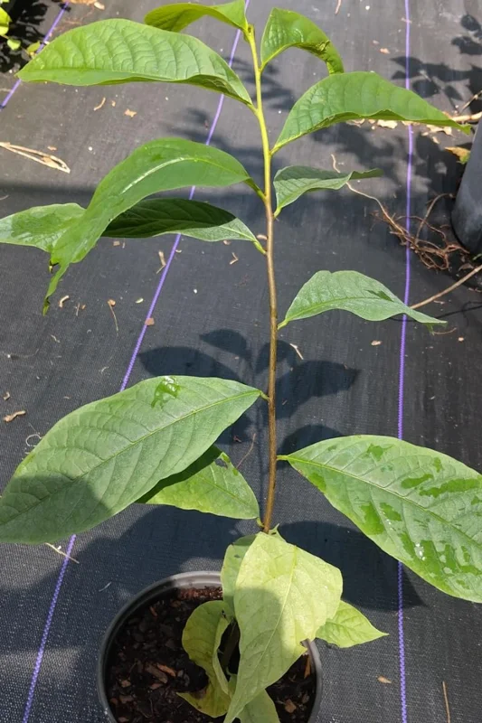 Set 2 Paw Paw Trees for Planting, Pawpaw Tree Live Plant Seedling in Pot, 2 Plants Per Pot, 6-12 Inc Tall, Dormant, No Leaf, Banana Papaya Like, Asimina Triloba