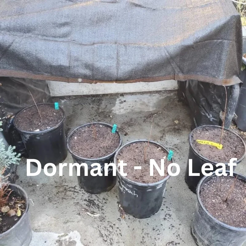 Set 2 Paw Paw Trees for Planting, Pawpaw Tree Live Plant Seedling in Pot, 2 Plants Per Pot, 6-12 Inc Tall, Dormant, No Leaf, Banana Papaya Like, Asimina Triloba