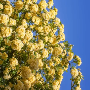 Yellow Lady Bank Rose Climbing Live Plant, 2 Year Old Rose Plant, Very Fragrant, Yellow Climbing Rose in 6 Inc Pot