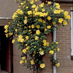 Yellow Lady Bank Rose Climbing Live Plant, 2 Year Old Rose Plant, Very Fragrant, Yellow Climbing Rose in 6 Inc Pot